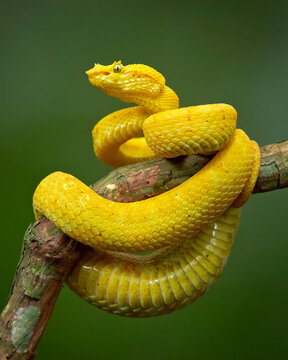 Bothriechis schlegelii, known commonly as the eyelash viper, is a species of venomous pit viper in the family Viperidae. The species is native to Central and South America.