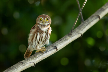 Ferruginous pygmy owl (Glaucidium brasilianum) is a small owl that breeds in south-central Arizona and southern Texas in the United States