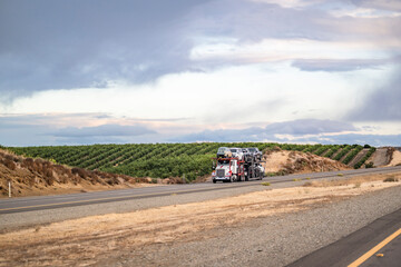 Car hauler industrial big rig bonnet semi truck transporting cars on the semi trailer driving on the road along the orchards