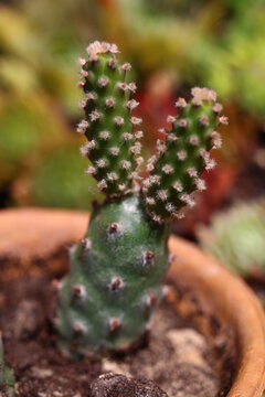 kaktus Tephrocactus strobiliformis