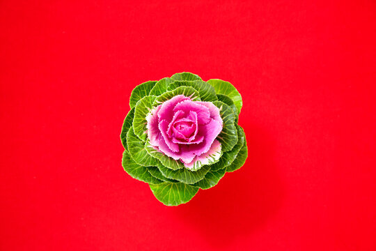 葉牡丹 の画像 1 779 件の Stock 写真 ベクターおよびビデオ Adobe Stock