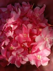 pink flowers