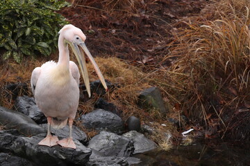 Obraz premium pelican on a rock