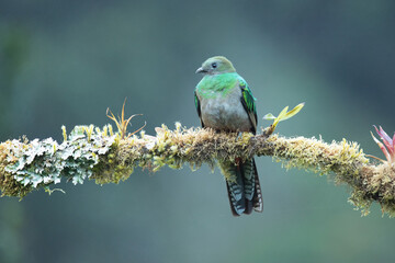 Resplendent quetzal (Pharomachrus mocinno) is a small bird found in southern Mexico and Central America, with two recognized subspecies