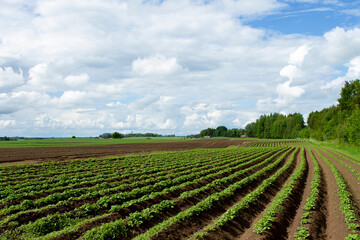 Fototapeta na wymiar cereals farming in Linköping Sweden