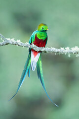 Resplendent quetzal (Pharomachrus mocinno) is a small bird found in southern Mexico and Central America, with two recognized subspecies