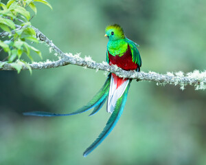 Resplendent quetzal (Pharomachrus mocinno) is a small bird found in southern Mexico and Central America, with two recognized subspecies