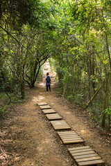 Fototapeta na wymiar Mata Atlântica na Trilha do Pai Zé - SAO PAULO, SP, BRAZIL - NOVEMBER 13, 2022: Pai Zé trail, which leads to the peak of Jaragua, in the Jaragua State Park, with Atlantic forest vegetation.