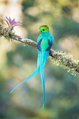 Resplendent quetzal (Pharomachrus mocinno) is a small bird found in southern Mexico and Central America, with two recognized subspecies