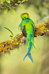 Resplendent quetzal (Pharomachrus mocinno) is a small bird found in southern Mexico and Central America, with two recognized subspecies