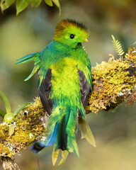 Resplendent quetzal (Pharomachrus mocinno) is a small bird found in southern Mexico and Central America, with two recognized subspecies