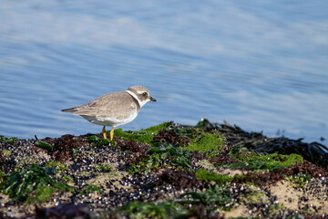 Beautiful plover looking for food