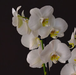 Naklejka na ściany i meble Orquidea flor bonita de la naturaleza