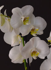 Fototapeta na wymiar Orquidea flor bonita de la naturaleza