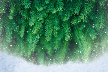 Winter Background With Christmas Fir Tree And Snow
