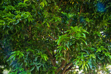 Natural Landscape view texture of Old Mango Tree Brach in the Park