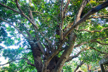 Fototapeta na wymiar Natural Landscape view texture of Old Mango Tree Brach in the Park