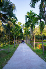 Natural Green Tree in the Park