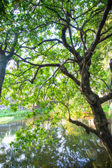 Natural Green Tree in the Park