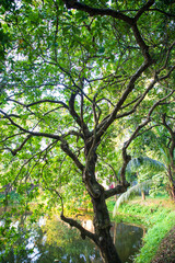 Fototapeta na wymiar Natural Green Tree in the Park