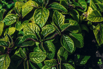 Plectranthus purpuratus or Swedish ivy - decorative mint, hybrid plant, abstract natural background