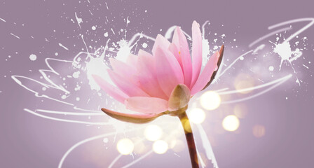Lotus flower on violet background. Water lily flower design close up. Waterlily close-up. Blooming...