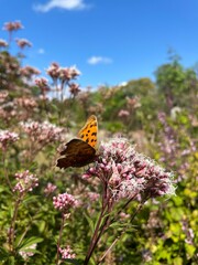 butterfly on flower