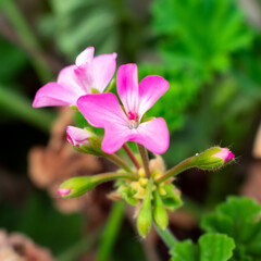 Naklejka premium pink and white flower