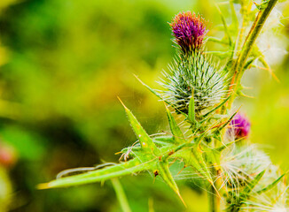 close up of a thistle, Hardwick Park