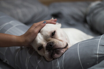 French Bulldog puppy laying on the bed and its owner patting on its head.