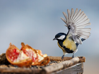 Great tit (Parus major). 