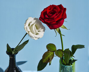 Red and white roses love. Valentine Day.