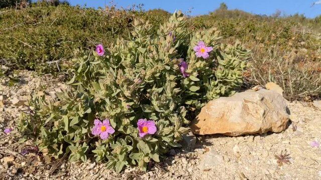 Flower Grey-leaved cistus - Cistus albidus. A small Mediterranean evergreen shrub with five-petalled flowers