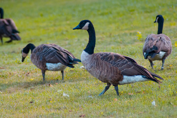 black geese on the grass