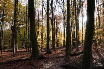 Bois de la Cambre in Brussels during autumn