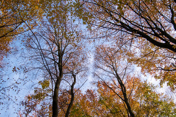 Bois de la Cambre in Brussels during autumn