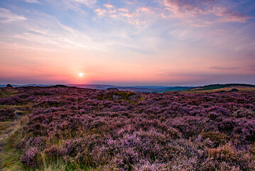 Fototapeta na wymiar lavender field at sunset, Higger Tor