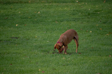 Dog Playing with a ball