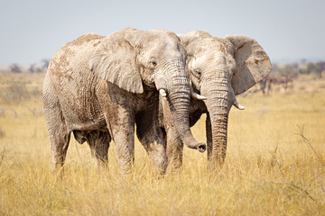 Naklejka na ściany i meble Elephants in Etosha National Park, Namibia.