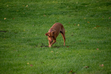 Dog Playing with a ball