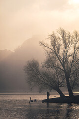 Swans in the Vltava river near National theatre in the foggy morning with golden sunlight. Prague, Czech Republic