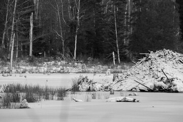 Lake in the Canadian forest after the first snows of November. Province of Quebec