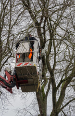 Kranker Baum wird zum Baumf&auml;llen vorbereitet