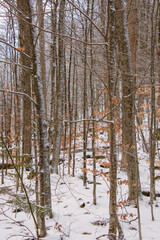 Canadian forest after the first snows of November in the province of Quebec
