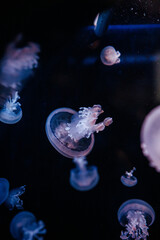 Jellysifh group in aquarium- catostylus mosaicus