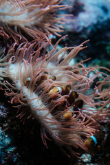 clownfish in the anemone