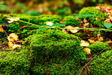 moss, Linacre Reservoirs