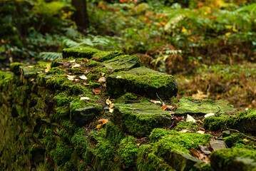 Obraz premium moss on the stone, Linacre Reservoirs