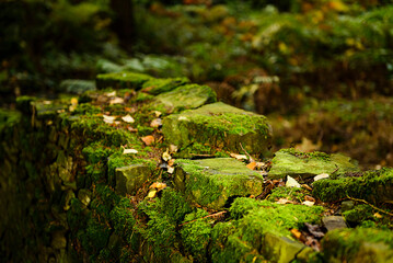 green moss on the rock, Linacre Reservoirs