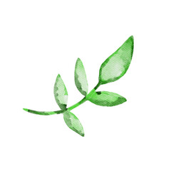 Green leaves watercolor  painting on transparent background.